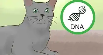 Identify a Korat Cat