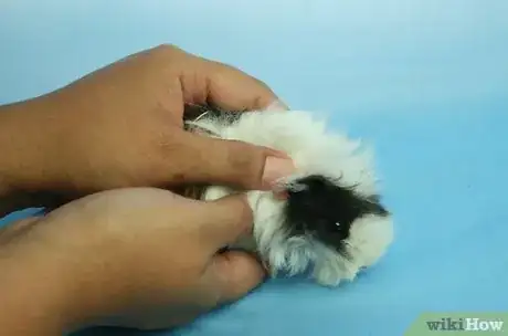 Image titled Make Your Guinea Pig Less Shy Step 1