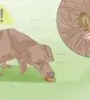 Stop a Dog from Eating Poop with Pineapple