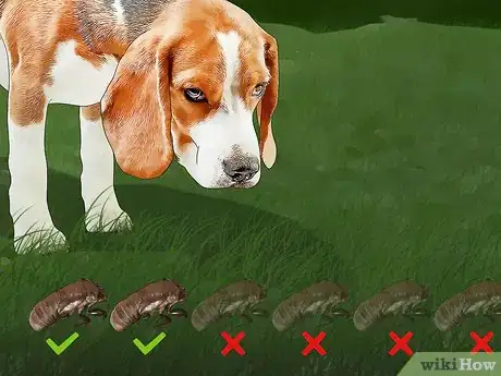Image titled Stop Your Pets from Eating Cicadas Step 4