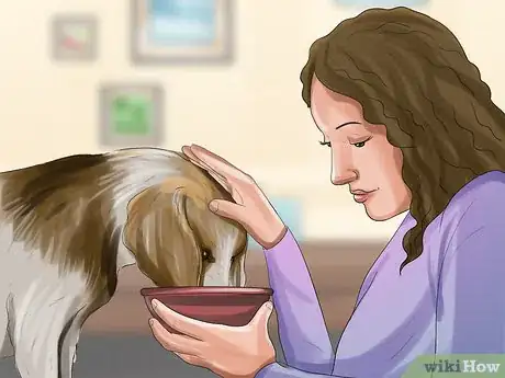 Image titled Treat Canine Stroke Step 7