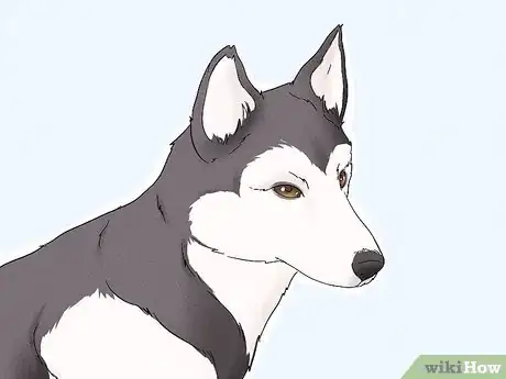 Image titled Identify an Alaskan Malamute Step 10