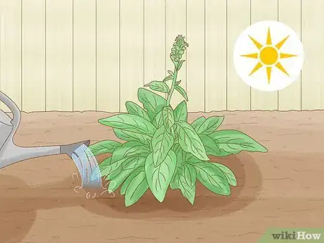 Image titled Grow Foxglove Step 9
