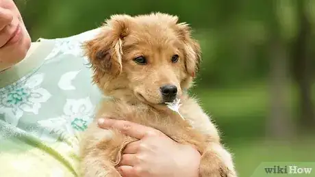 Image titled Discipline Your Puppy Step 8