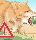 Make a Coyote Trap
