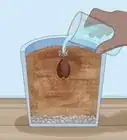 Grow Avocados as Houseplants