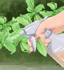 Grow English Ivy