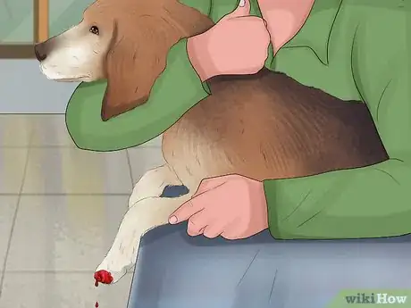 Imagen titulada Stop a Dog from Bleeding Step 11