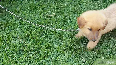 Imagen titulada House Train a Puppy Step 21
