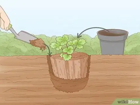 Imagen titulada Grow Strawberries Step 9