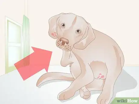 Imagen titulada Get Rid of a Rash on a Dog Step 2