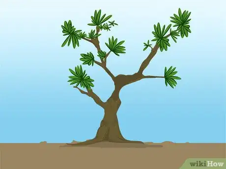 Imagen titulada Propagate Azaleas Step 10