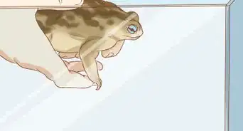 tener como mascota a un sapo que atrapaste