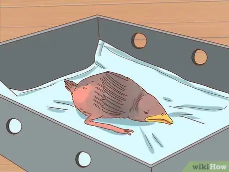 Imagen titulada Identify Baby Birds Step 14