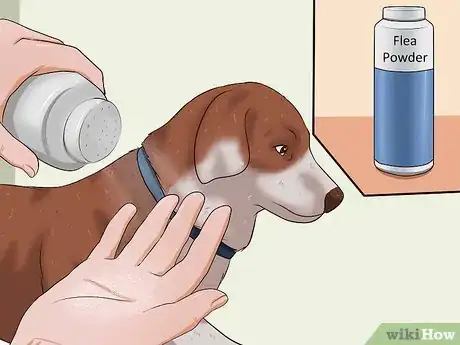 Imagen titulada Kill Fleas on Dogs Step 3