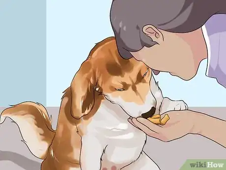 Imagen titulada Handle Hypoglycemia in Young Puppies Step 14