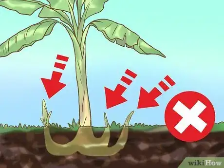 Imagen titulada Prune Banana Trees Step 7