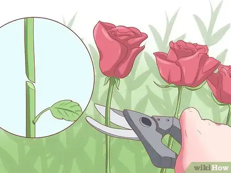 Imagen titulada Make Roses Last Longer Step 6