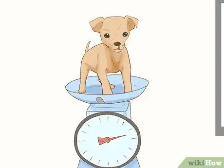 Imagen titulada Save a Newborn Puppy with a Cleft Palate Step 6