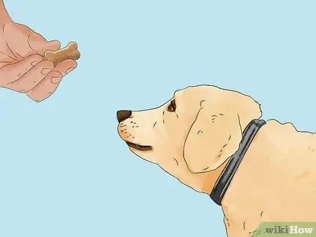 Imagen titulada Treat Obesity in Labrador Retrievers Step 4