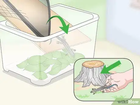 Imagen titulada Catch a Blue Tailed Skink Step 14