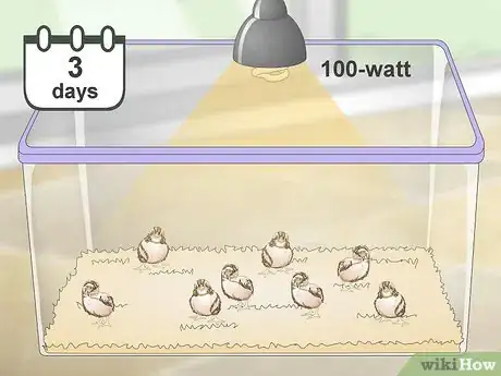 Imagen titulada Breed Quail Step 26