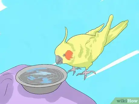 Imagen titulada Take Care of a Cockatiel Step 11