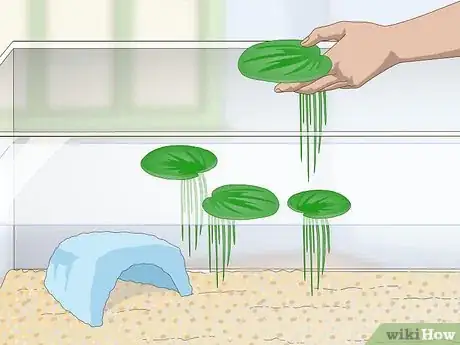 Imagen titulada Keep a Bullhead Catfish Step 5