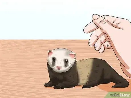 Imagen titulada Breed a Pet Ferret Step 11