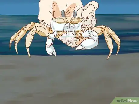 Imagen titulada Catch a Ghost Crab Step 6