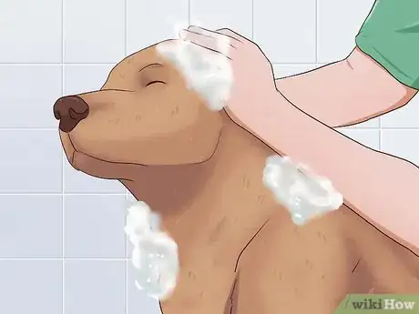 Imagen titulada Kill Fleas on Dogs Step 8