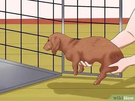 Imagen titulada Diagnose Back Problems in Dachshunds Step 10