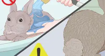 cuidar a un conejo nuevo