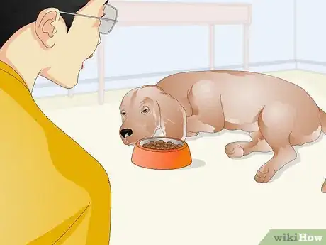 Imagen titulada Administer Shots to Dogs Step 10