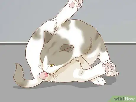 Imagen titulada Diagnose and Treat Anal Gland Disease in Cats Step 1