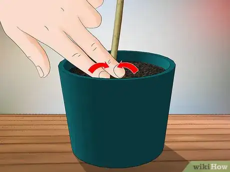 Imagen titulada Grow Jasmine from Cuttings Step 10