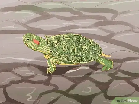 Imagen titulada Catch a Turtle Step 6