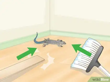 Imagen titulada Catch a Blue Tailed Skink Step 16