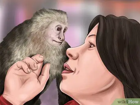 Imagen titulada Dominate a Capuchin Monkey Step 10