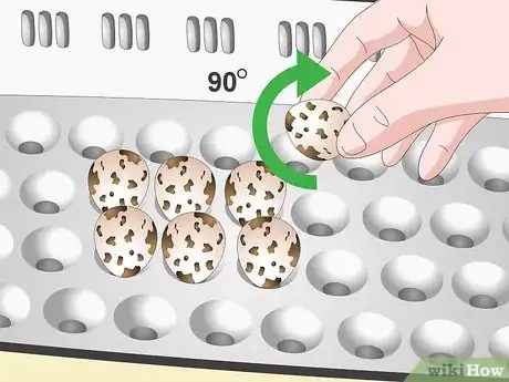 Imagen titulada Breed Quail Step 22