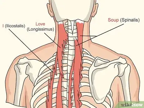 Imagen titulada Study Muscle Anatomy Step 9