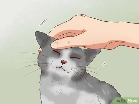 Imagen titulada Discipline Cats Step 9