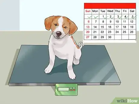 Imagen titulada Handle Hypoglycemia in Young Puppies Step 12