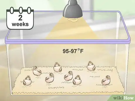Imagen titulada Breed Quail Step 25