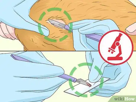 Imagen titulada Diagnose and Treat Blepharitis in Cats Step 7