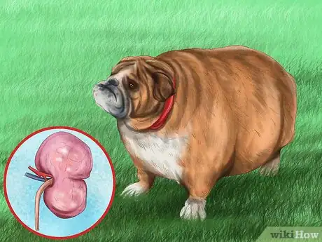 Imagen titulada Reprimand a Pet Step 3