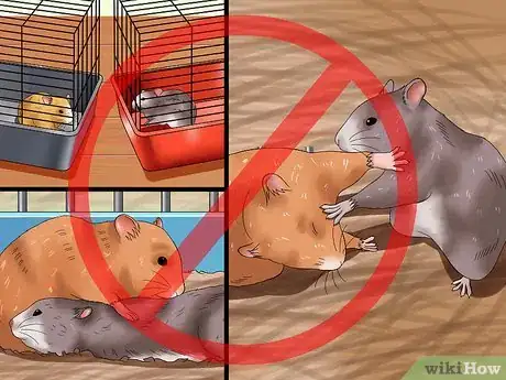 Imagen titulada Get Hamsters to Stop Fighting Step 8