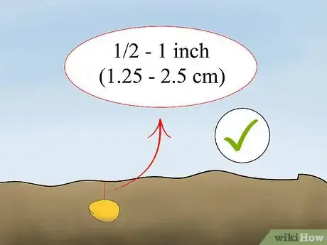 Imagen titulada Grow Millet Step 14