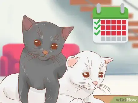 Imagen titulada Deworm a Kitten Step 4