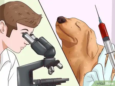 Imagen titulada Identify Different Dog Worms Step 19